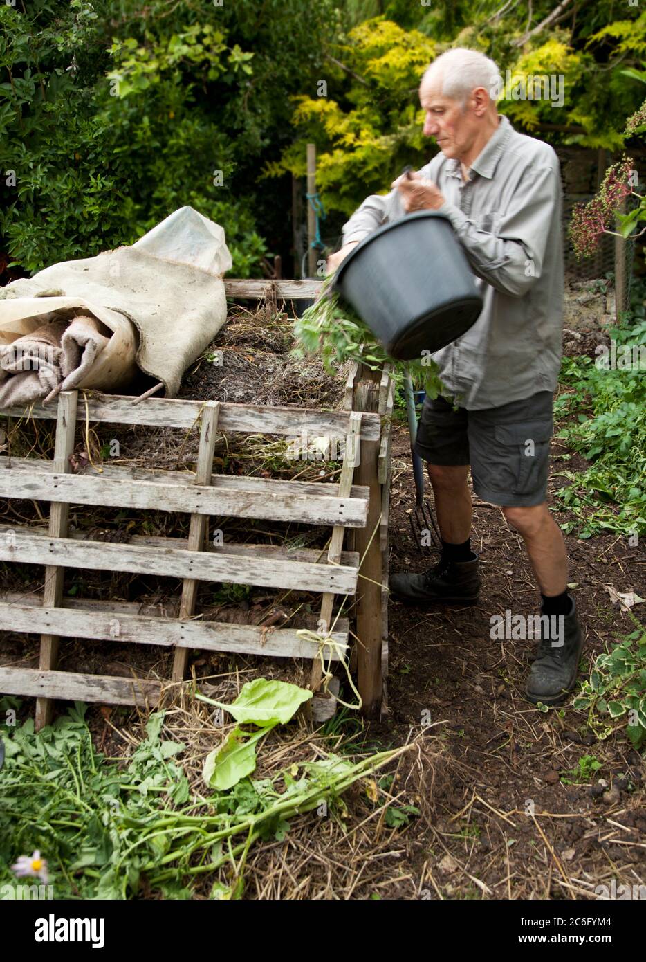Älterer männlicher Gärtner, der Kompost in seinem Gemüsegarten hinzufügt Stockfoto