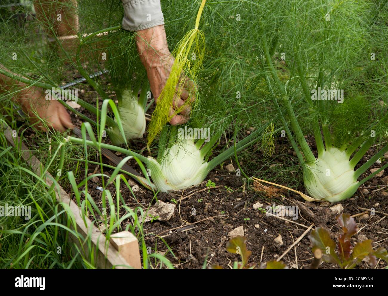 Nahaufnahme eines männlichen Gärtners, der Fenchelknollen in einem Gemüsegarten schneidet Stockfoto