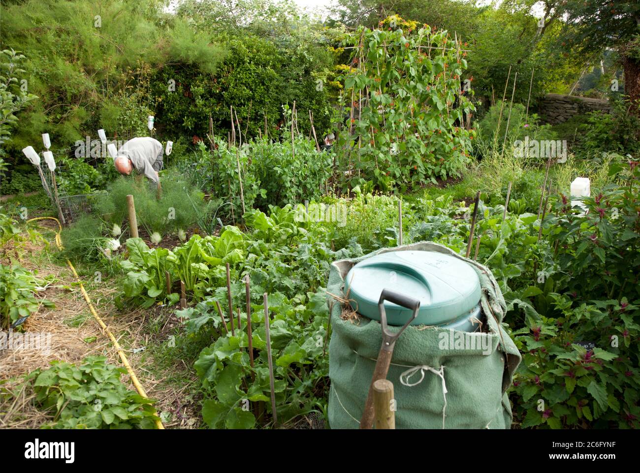 Älterer männlicher Gärtner, der Fenchel in seinem blühenden Gemüsegarten schneidet Stockfoto
