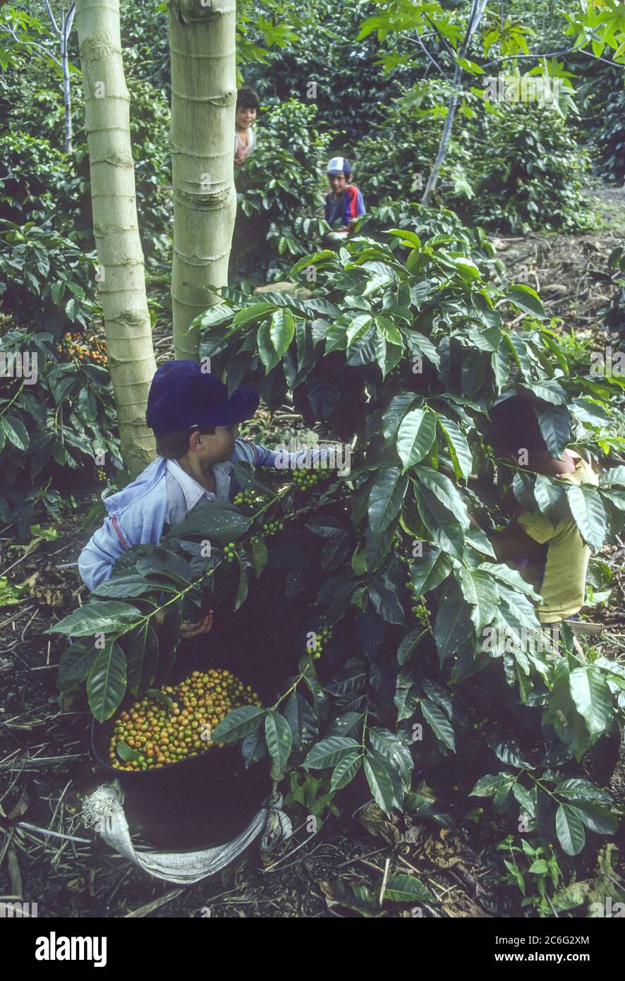 TRUJILLO STATE, VENEZUELA - Kaffeeernte in den Anden. Stockfoto