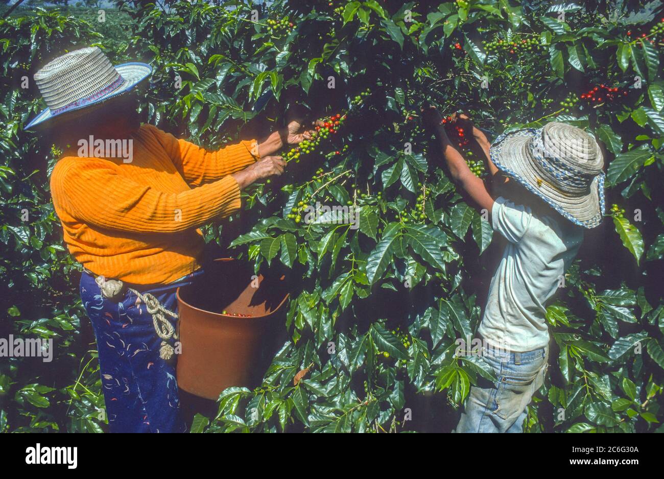 TRUJILLO STATE, VENEZUELA - Frau und Junge ernten Kaffee in den Anden. Stockfoto