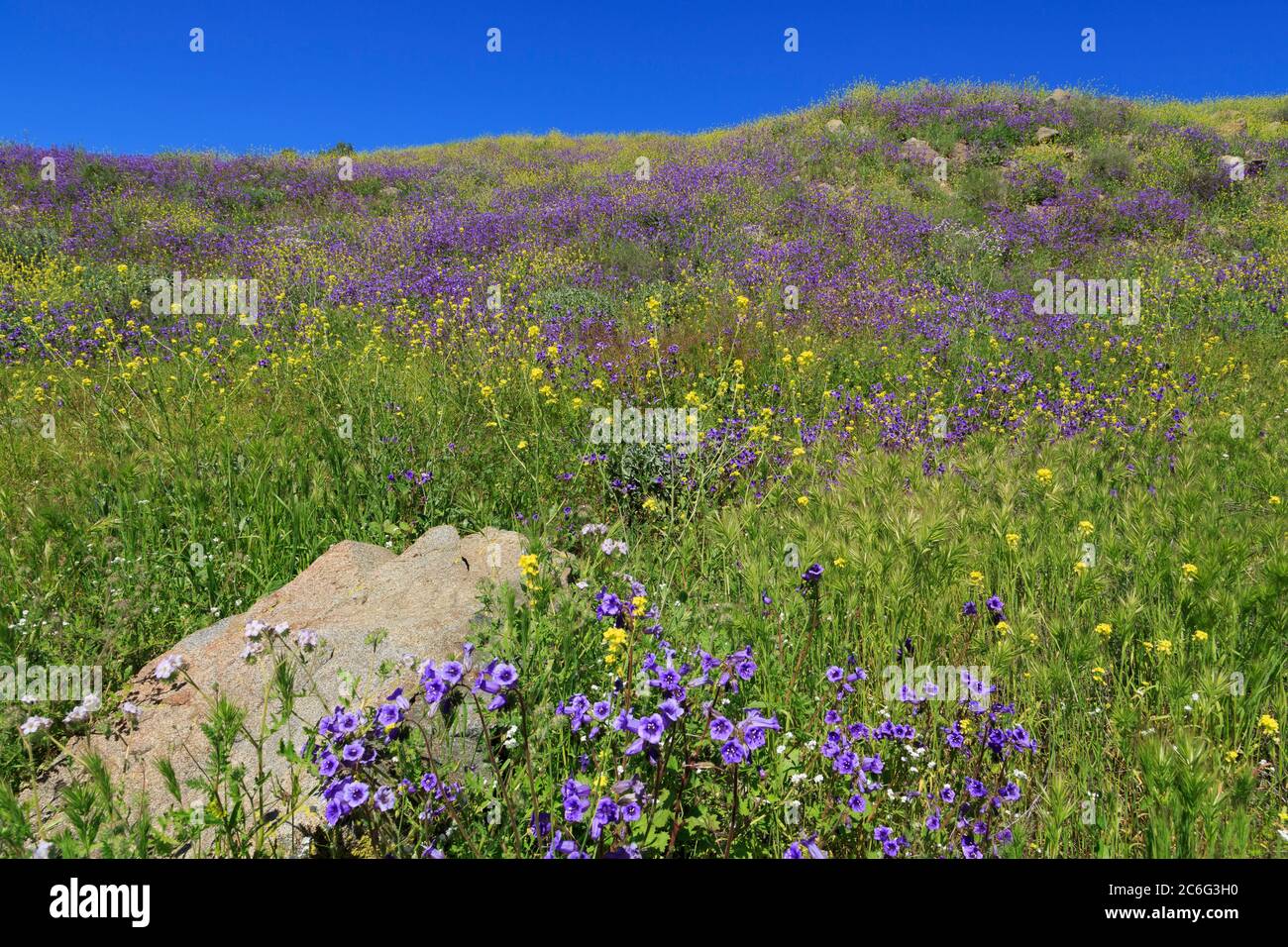 California Bluebells, Walker Canyon, Lake Elsinore, Riverside County, Kalifornien, USA Stockfoto