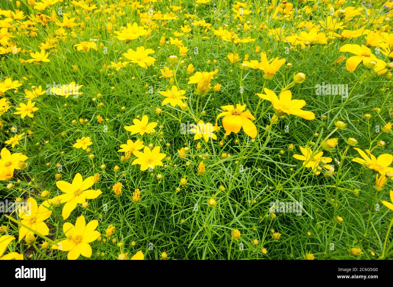Wiese gefüllt mit whinled Tickseed gelben Blumen und Gras Stockfoto