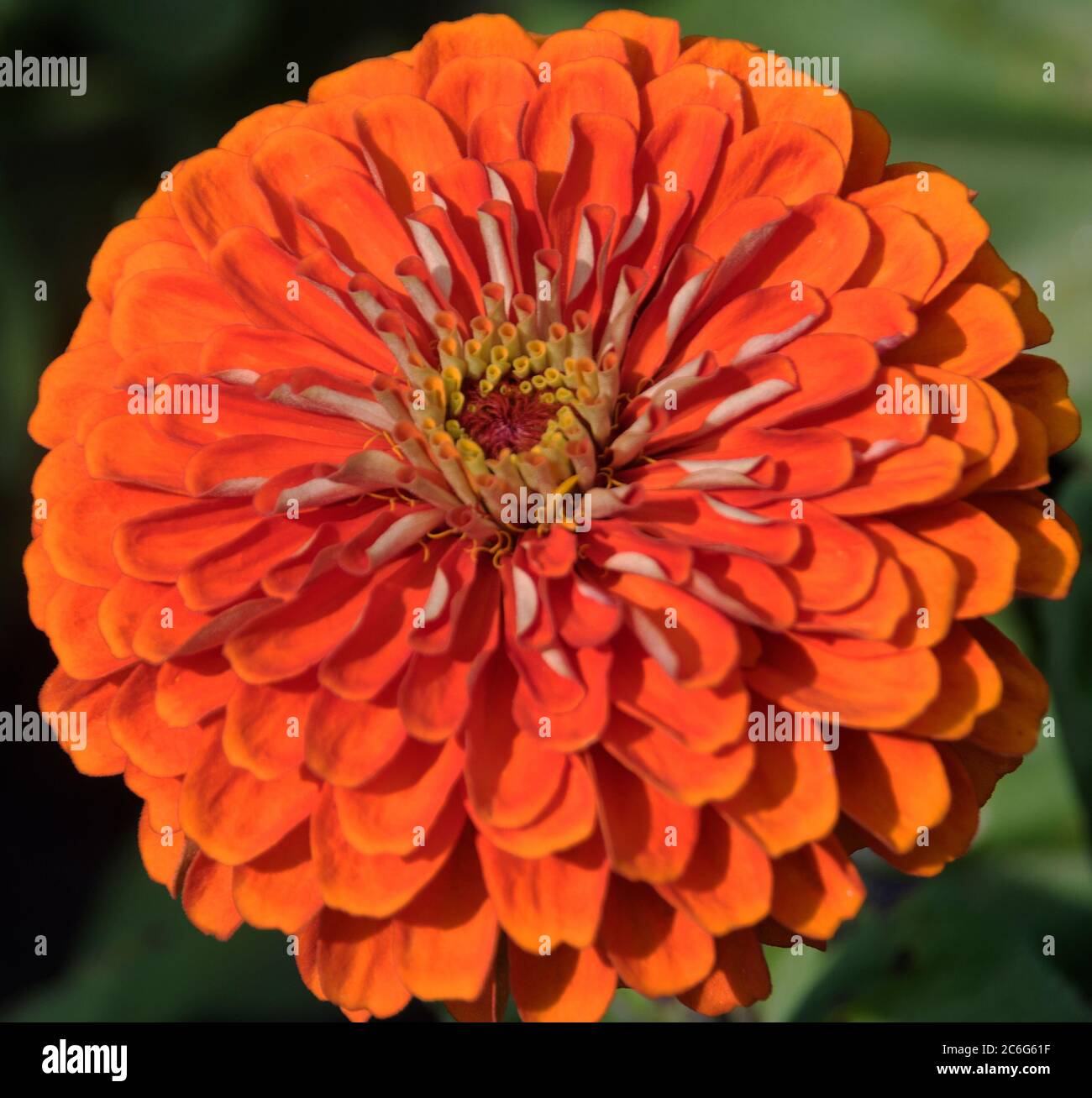 Hybrid Zinnia elegans - eine orange Sonnenblume in der Familie der Gänseblümchen. Stockfoto