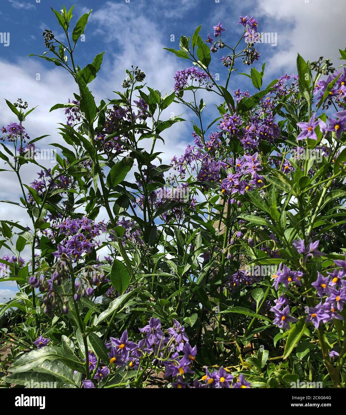 Solanum crispum, die chilenische Kartoffelsorte Stockfoto