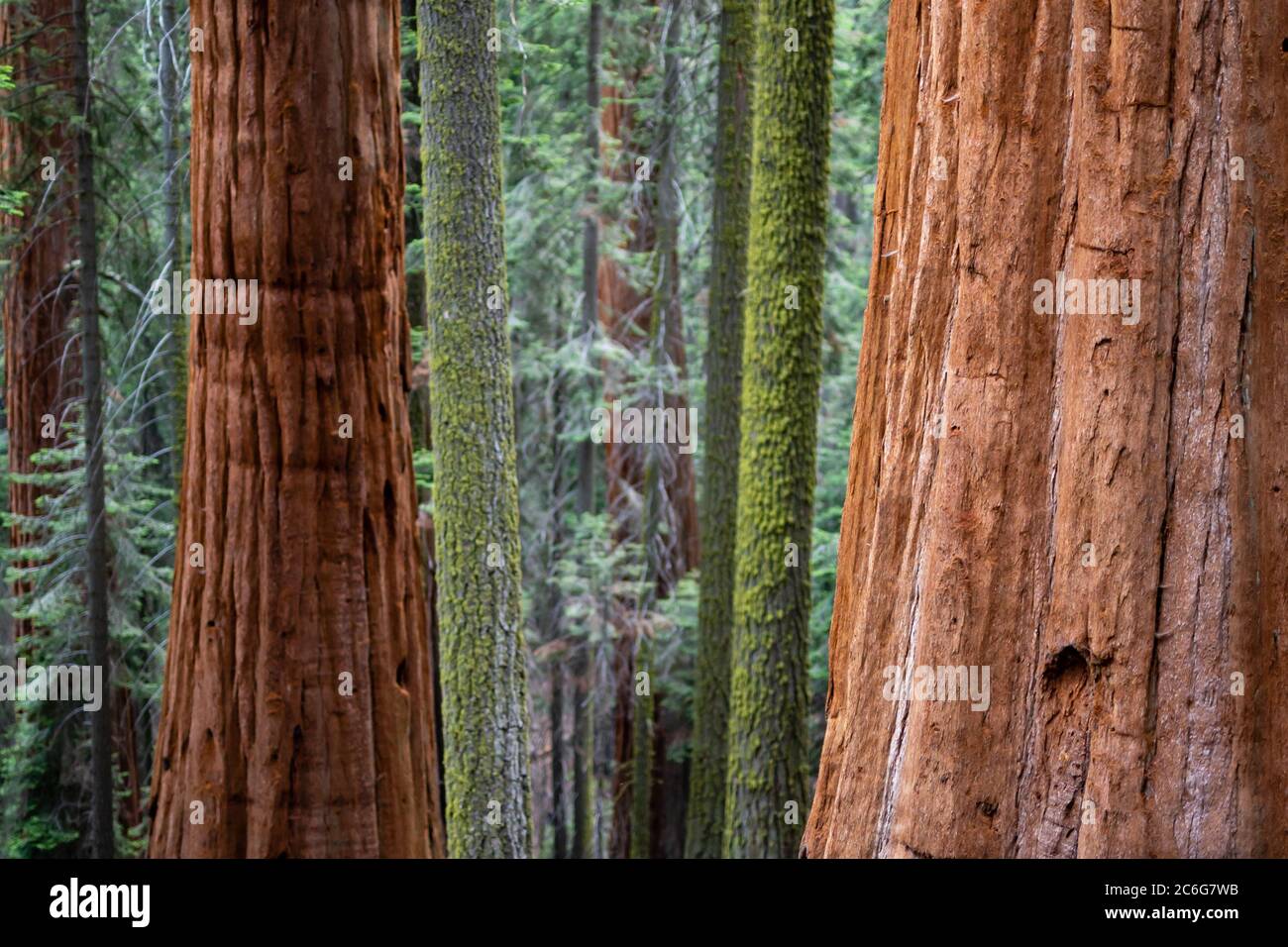 Naturlandschaften im Sequoia National Forest. Stockfoto