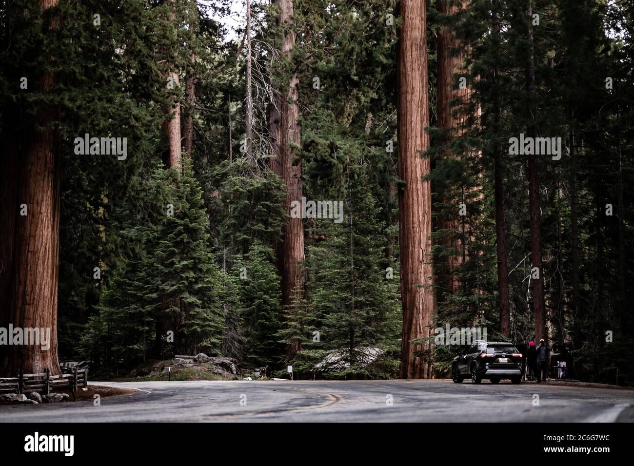 2019 Toyota Rav4 Abenteuer durch den Sequoia Nationalpark Stockfoto