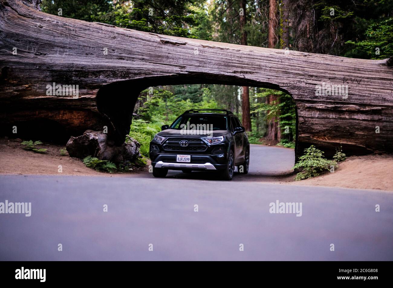 2019 Rav4 Abenteuer Überquerung unter dem Tunnel Log im Sequoia Nationalpark. Stockfoto