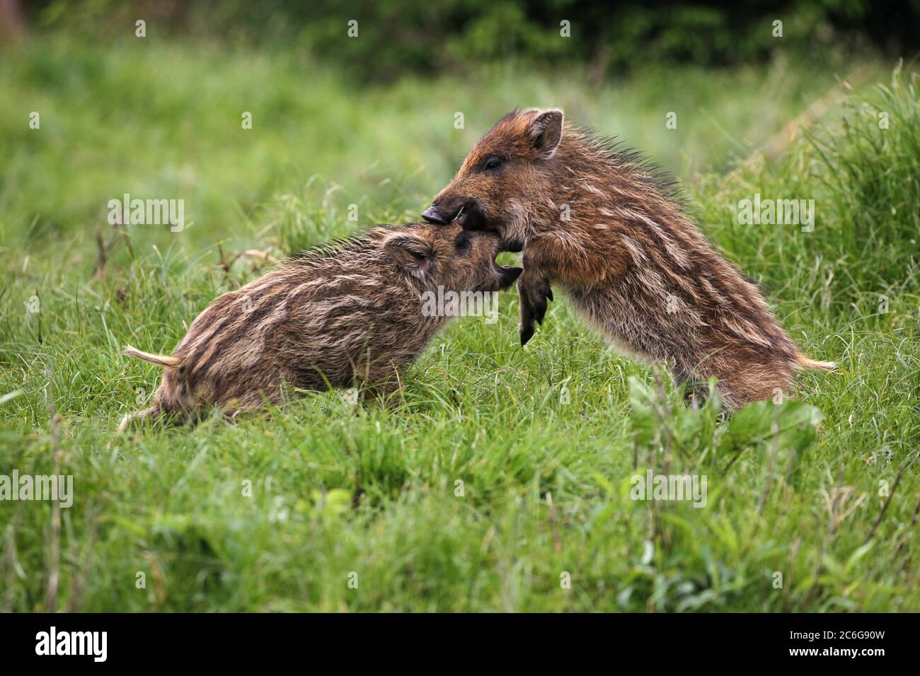 Wildschweine (Sus scrofa), Erstlinge, 6 Wochen, Kämpfe, Allgäu, Bayern, Deutschland Stockfoto