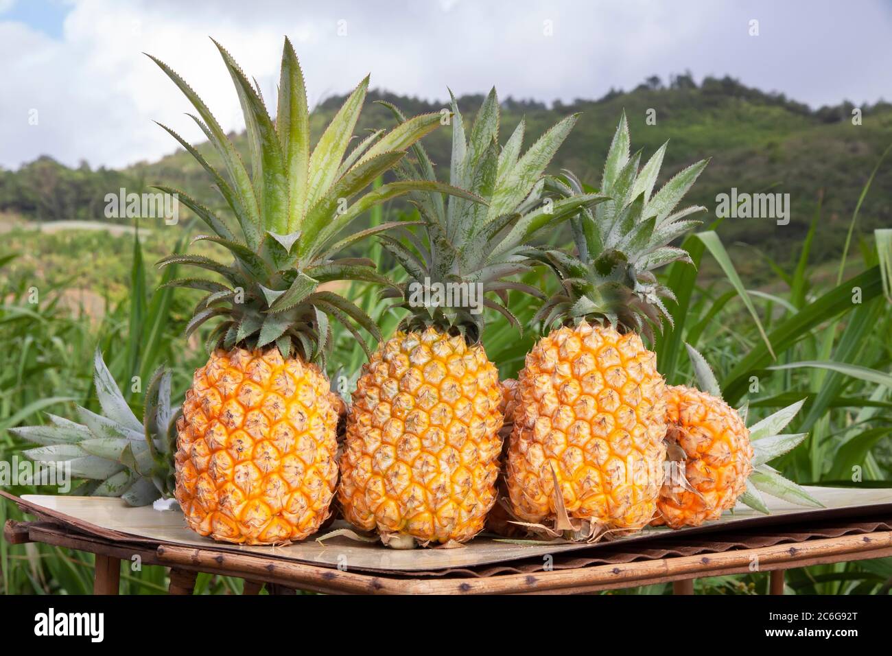 Frisch gepflückte reife Ananas, Mauritius Stockfoto