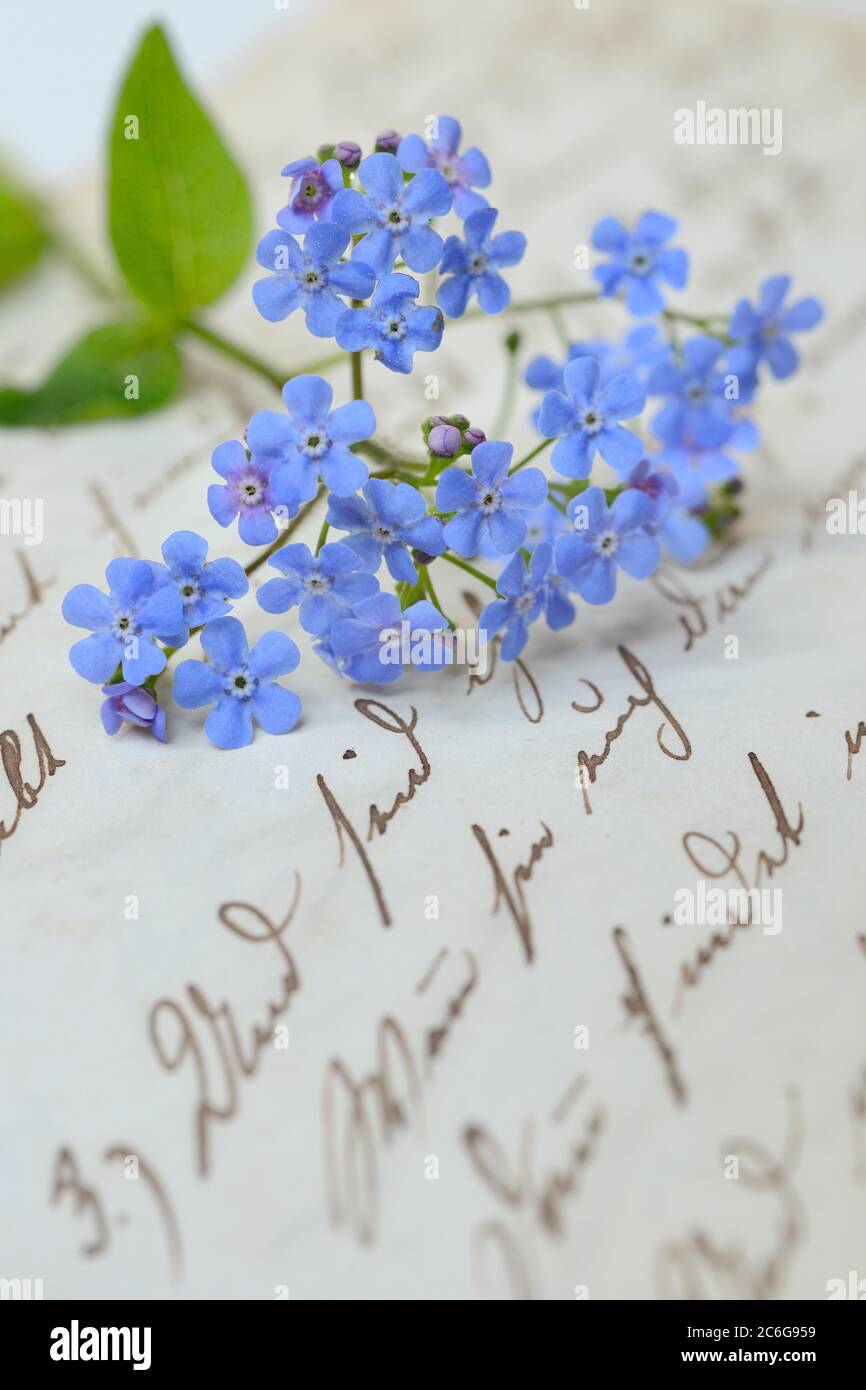 Vergiss-mich-nicht, Blumen auf Briefpapier mit alter Schrift, Deutschland Stockfoto