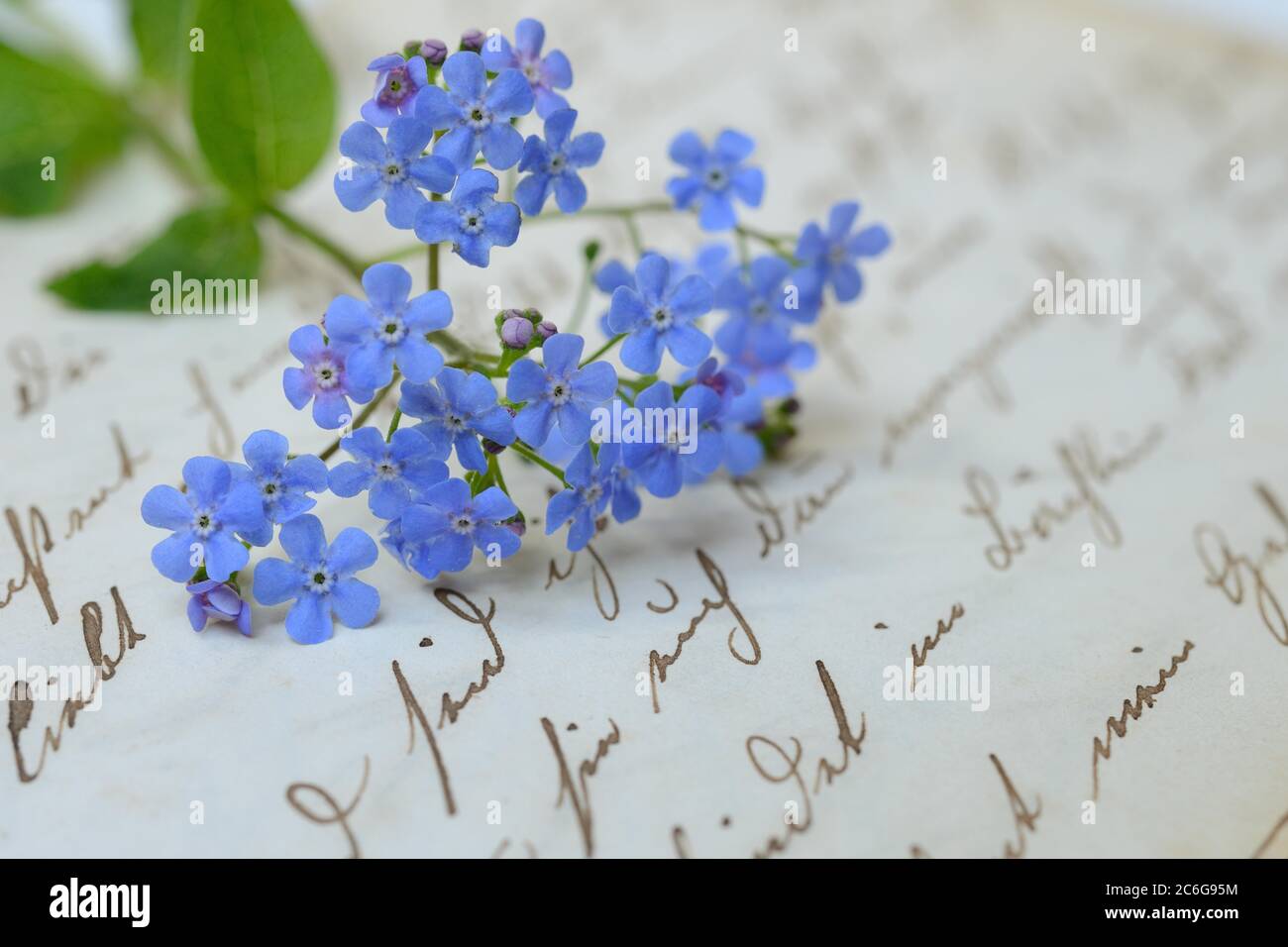 Vergiss-mich-nicht, Blumen auf Briefpapier mit alter Schrift, Deutschland Stockfoto