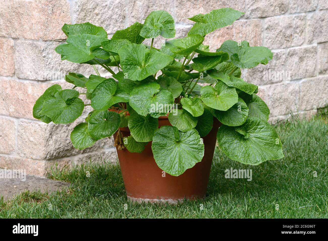 Wasabi (Wasabia japonica), Pflanze in Blumentopf, Deutschland Stockfoto