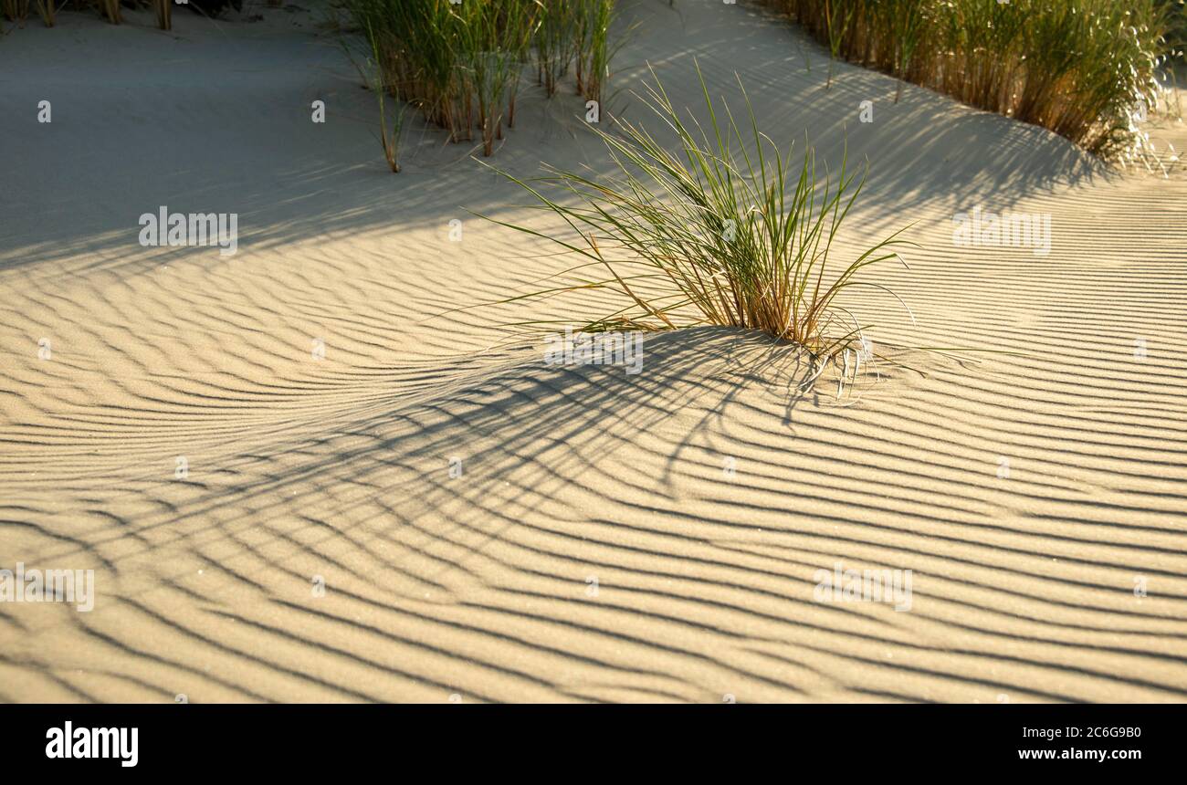 Gräser im Sand werfen Schatten, Wellenmuster in hellem Sand, Sandfly Bay, Dunedin, Otago, Otago Peninsula, South Island, Neuseeland Stockfoto