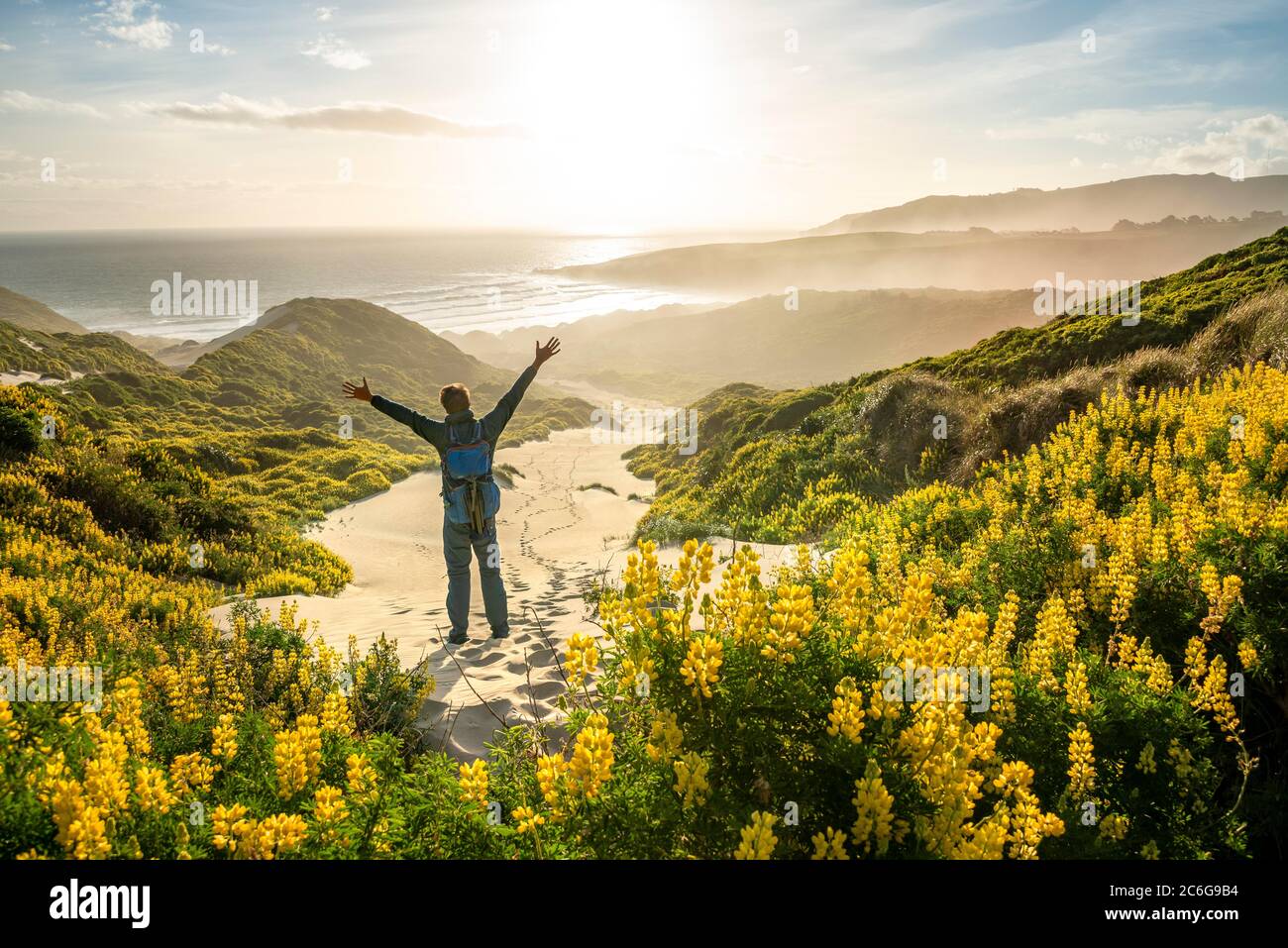 Junger Mann, der die Arme in die Luft streckt, gelbe Lupinen (Lupinus luteus) auf Sanddünen, Blick auf den Sandstrand an der Küste, Sandfly Bay, Dunedin Stockfoto