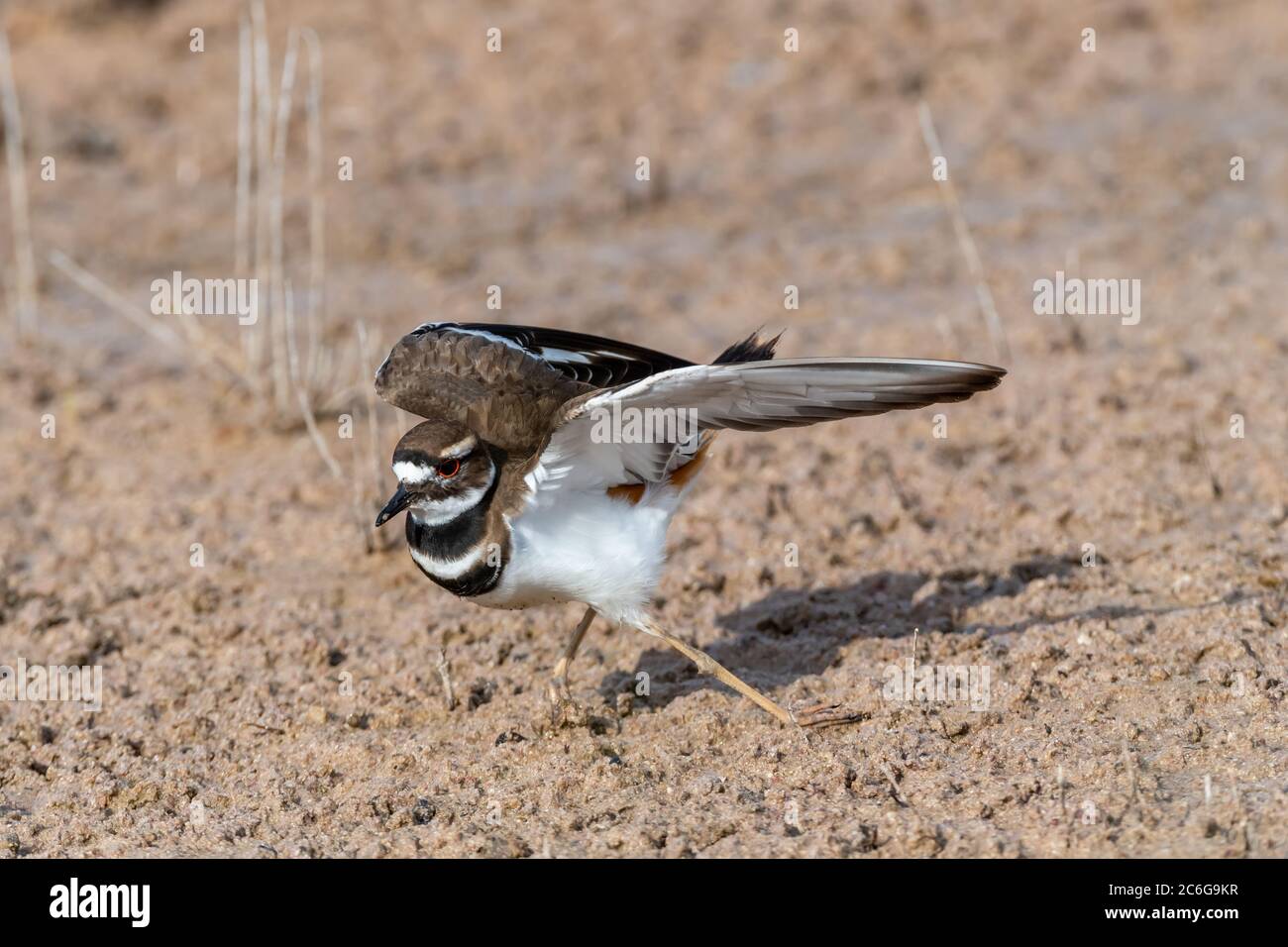 Ein Killdeer (Charadrius vociferus) täuschender Verletzte, um Menschen aus seinem Nest im Merritt Island National Wildlife Refuge, Florida, USA, zu locken. Stockfoto