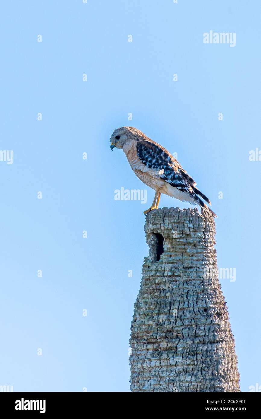 Ein Red-schulterter Hawk (Buteo lineatus) thront auf einer Palme in den Orlando Wetlands in Orlando, Florida, USA. Stockfoto