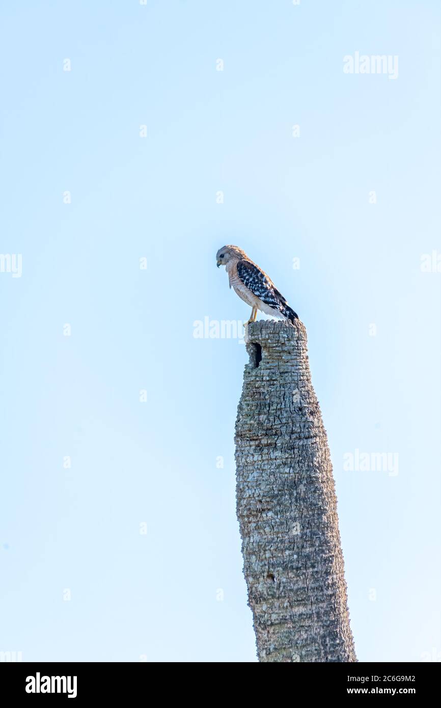 Ein Red-schulterter Hawk (Buteo lineatus) thront auf einer Palme in den Orlando Wetlands in Orlando, Florida, USA. Stockfoto