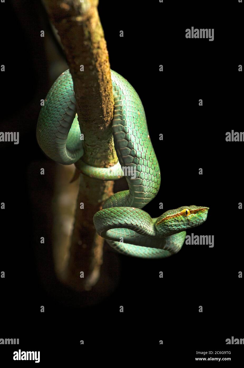 Giftige Grubenwippe (Tropidolaemus subannulatus), Familie (Viperidae), Danum Valley Nature Reserve, Danum Valley Conservation Area, Sabah, Borneo, Malaysia Stockfoto