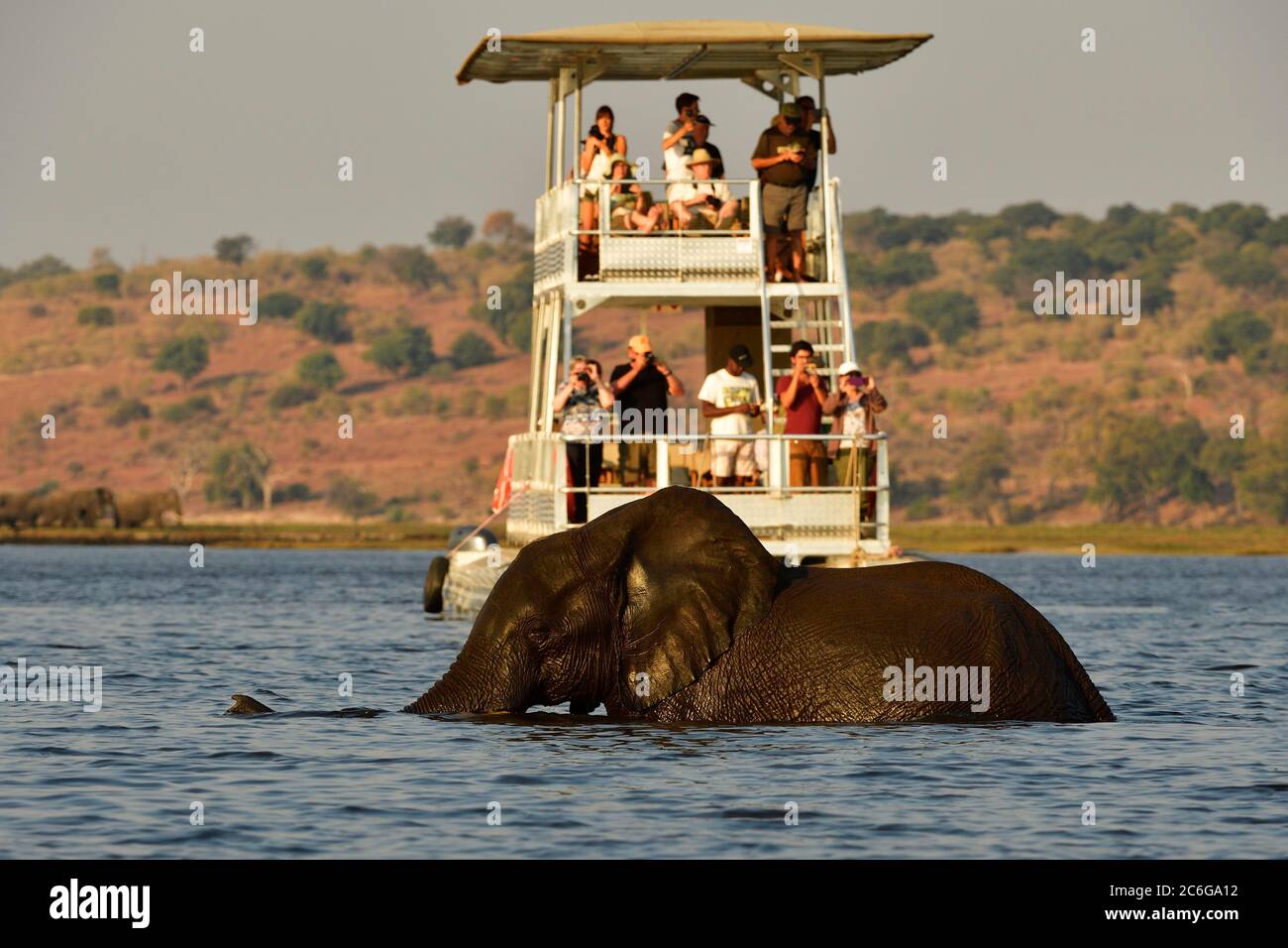 Elefant (Loxodonta africana), schwimmt durch den Chobe River vor einem Boot voller Touristen, Chobe National Park, Botswana Stockfoto