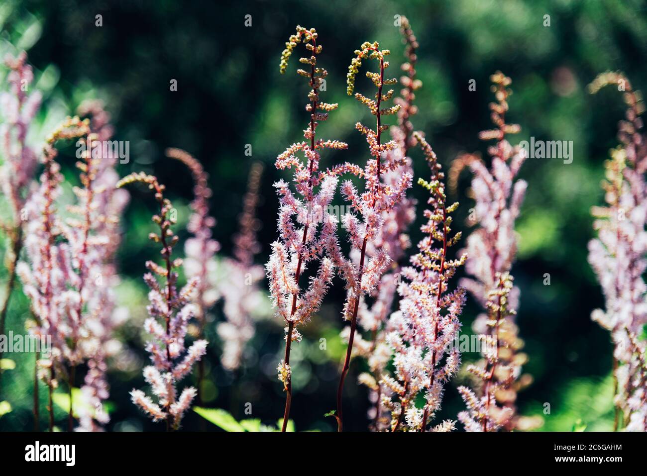 Astilbe rubra lila Blumen im botanischen Garten, aus der Nähe. Stockfoto