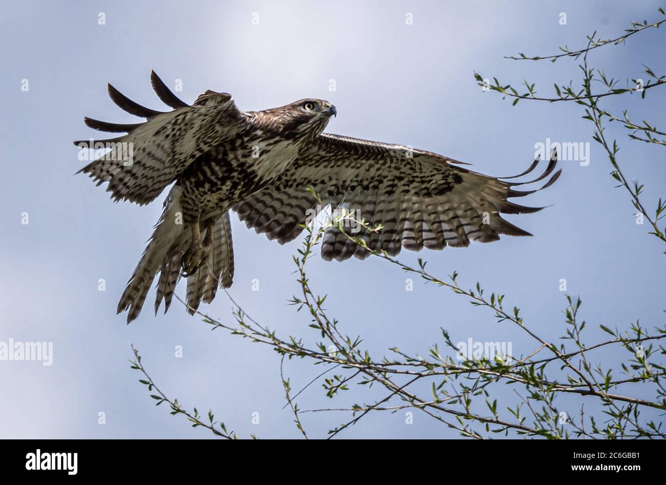 Rotschwanzfalke im Flug Nahaufnahme Stockfoto