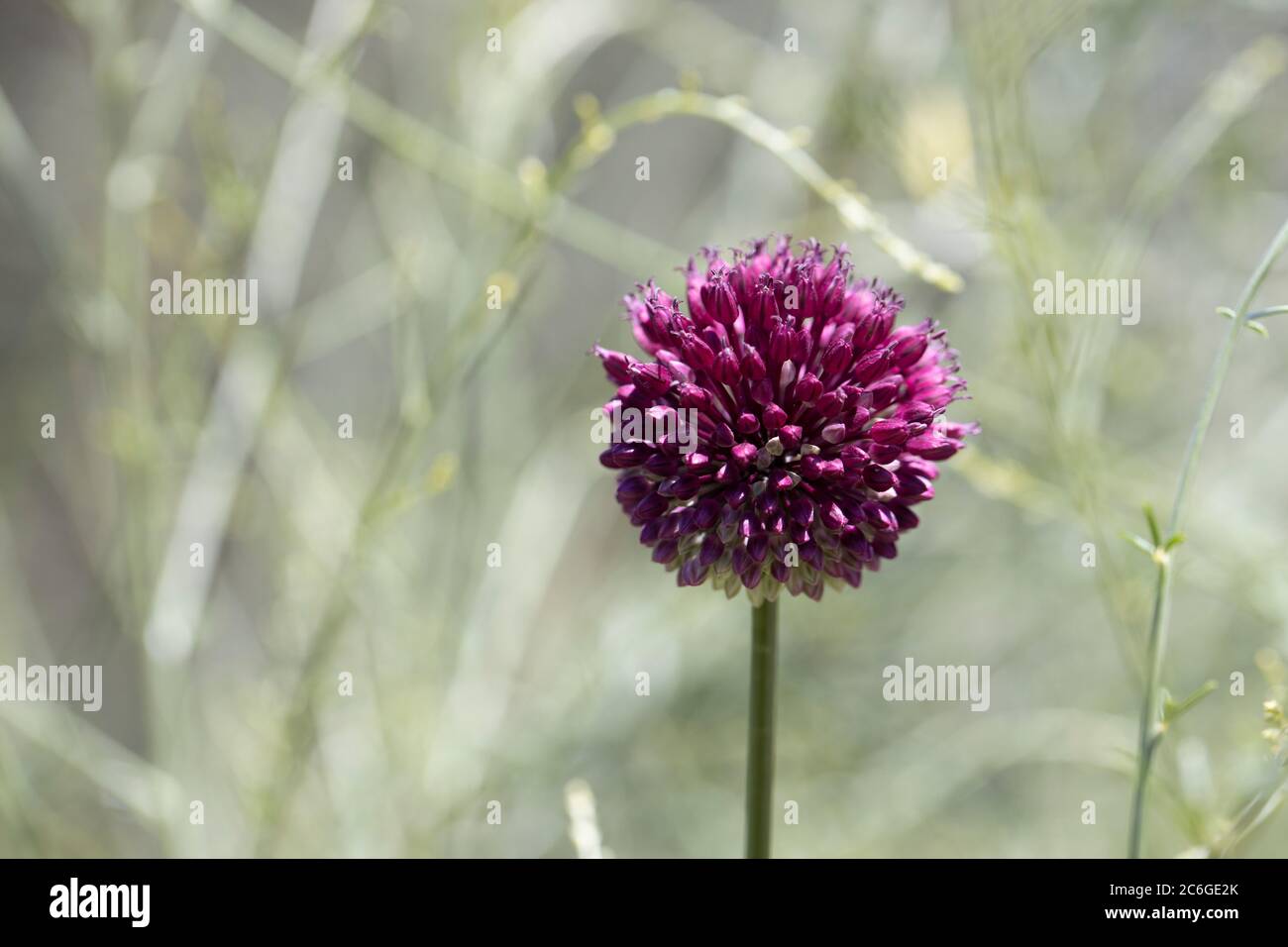 Schöne Ansicht von lila und weißen alliaceae Blumen. Stockfoto