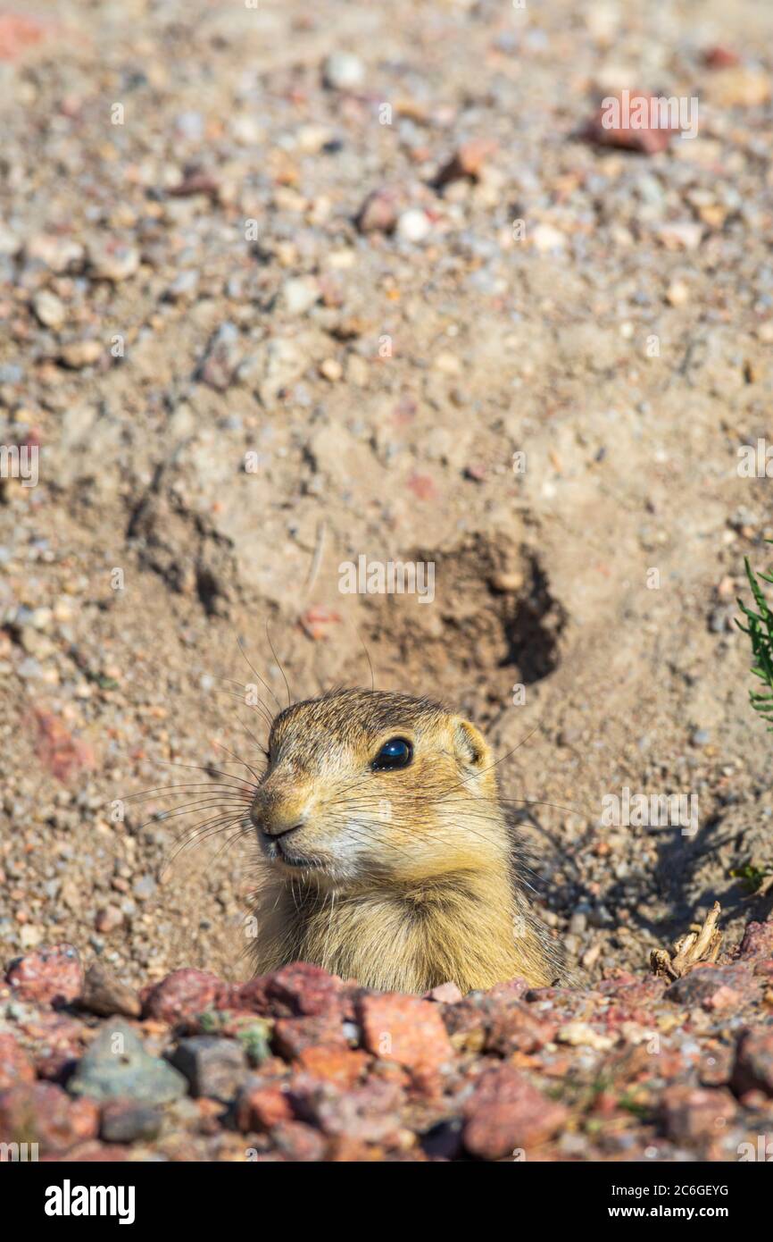 Der junge Gunnison's Prairie Dog Welpen (Cynomys gunnisoni), der aus
