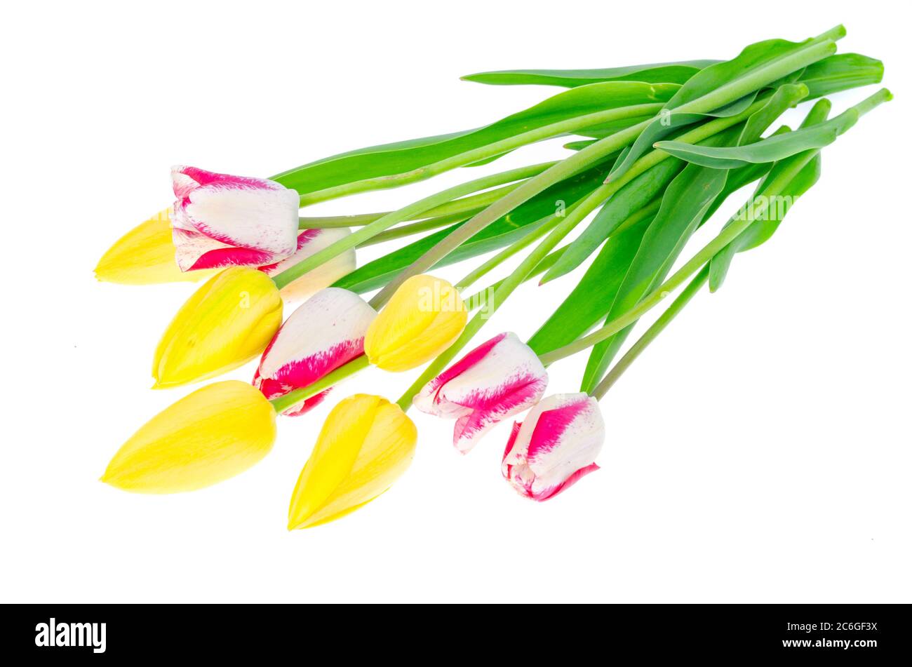 Gelbe und bunte Tulpen auf weißem Hintergrund Stockfoto