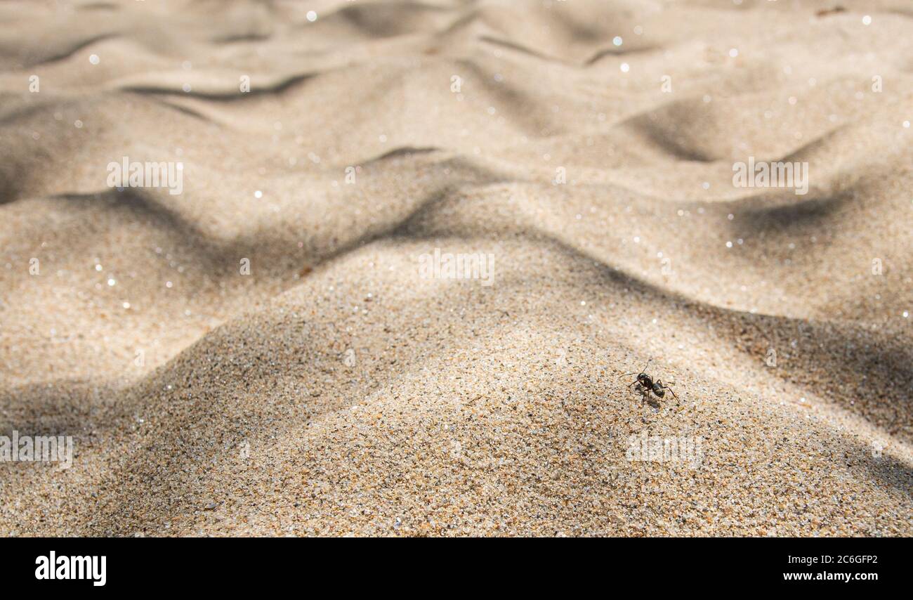 Goldene Wüste mit einer Ameise klettern die Sandberge. Versuchen Sie härter wir alle haben einen Traum Stockfoto