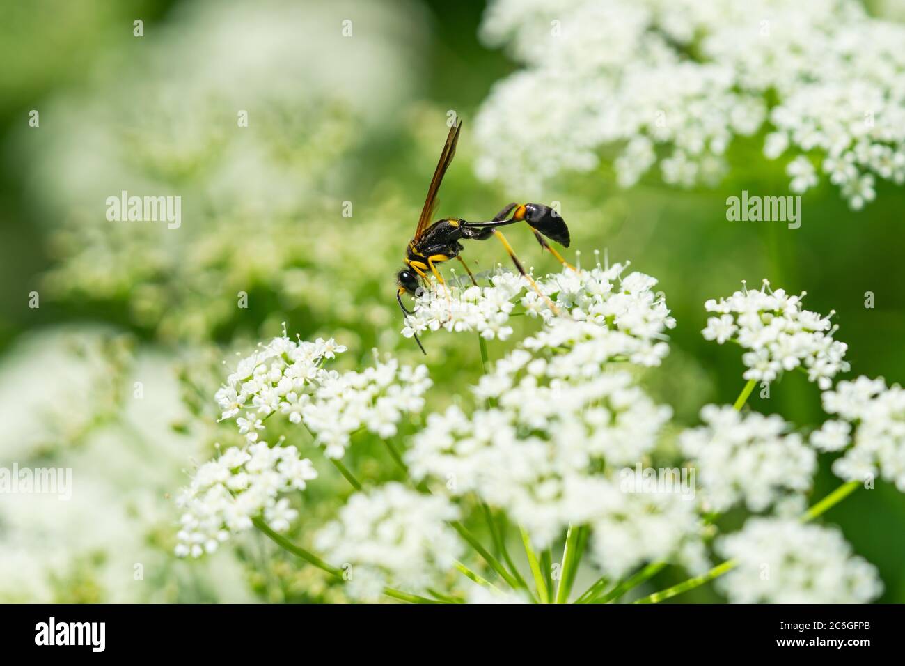 Schwarz und Gelb Schlamm Dauber Wasp auf Boden Ältere Blumen Stockfoto
