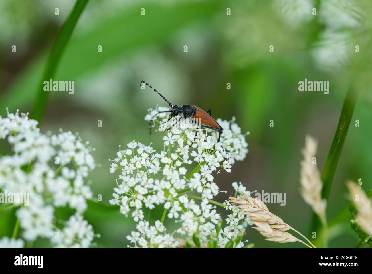 Longhorn Beetle on Ground Ältere Blumen Stockfoto