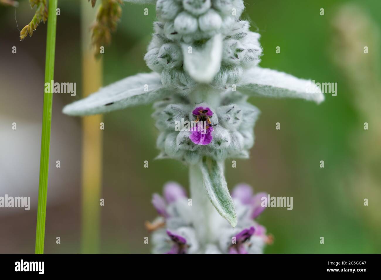 Lämmer Ohr Blume im Sommer Stockfoto