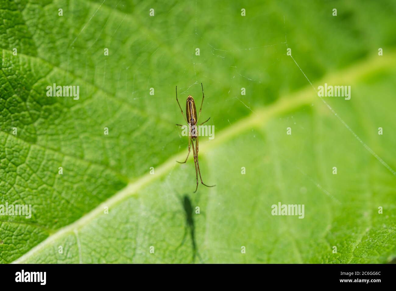 Lange Jawed Orb Weaver Spider im Web Stockfoto