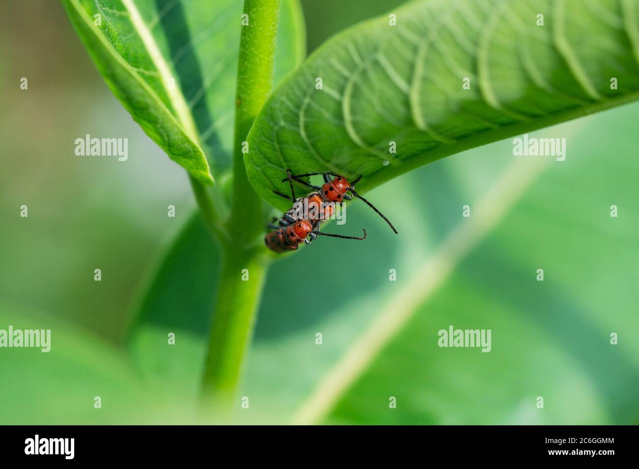 Rote Und Schwarze Kafer Stockfotos Und Bilder Kaufen Alamy