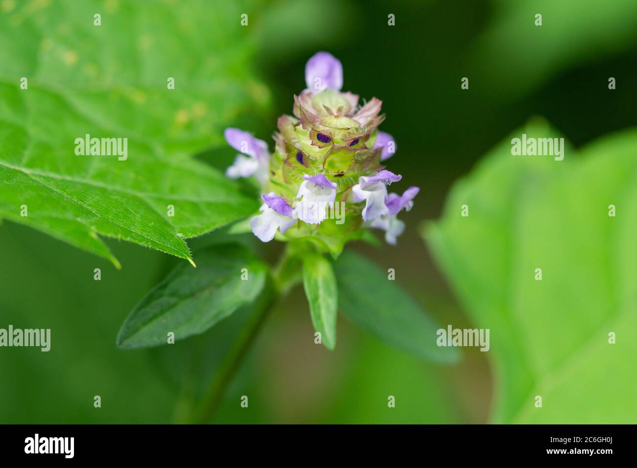 Selbstheilung Blumen im Sommer Stockfoto