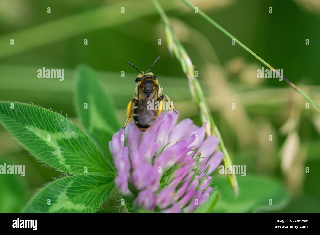 Wilke's Mining Bee auf Red Clover Flowers Stockfoto