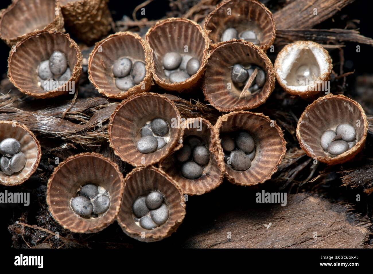 Nahaufnahme von Vogelnest-Pilzen (Cyathus striatus) - Brevard, North Carolina, USA Stockfoto