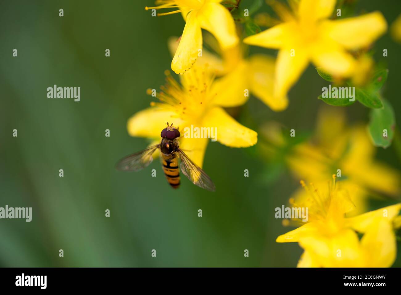 Wilde Biene auf hypericum perforatum gelbe Blüten Makro in Wiese Stockfoto