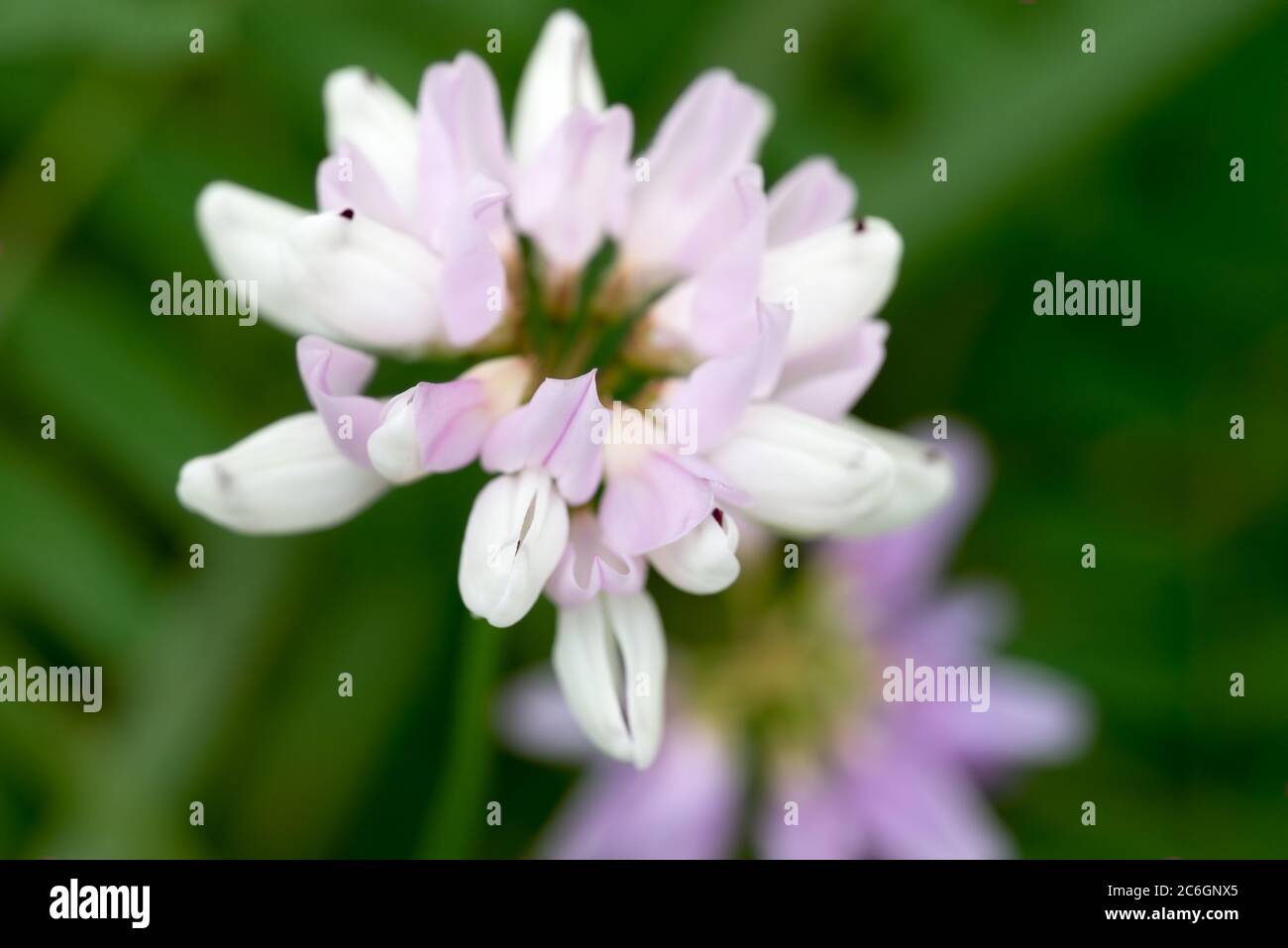 Securigera varia, Coronilla varia, crownvetch, purpurne Krone vetchn rosa Wiese Blüten in der Nähe Stockfoto