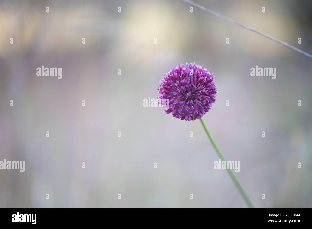 Schöne Ansicht von lila und weißen alliaceae Blumen. Stockfoto