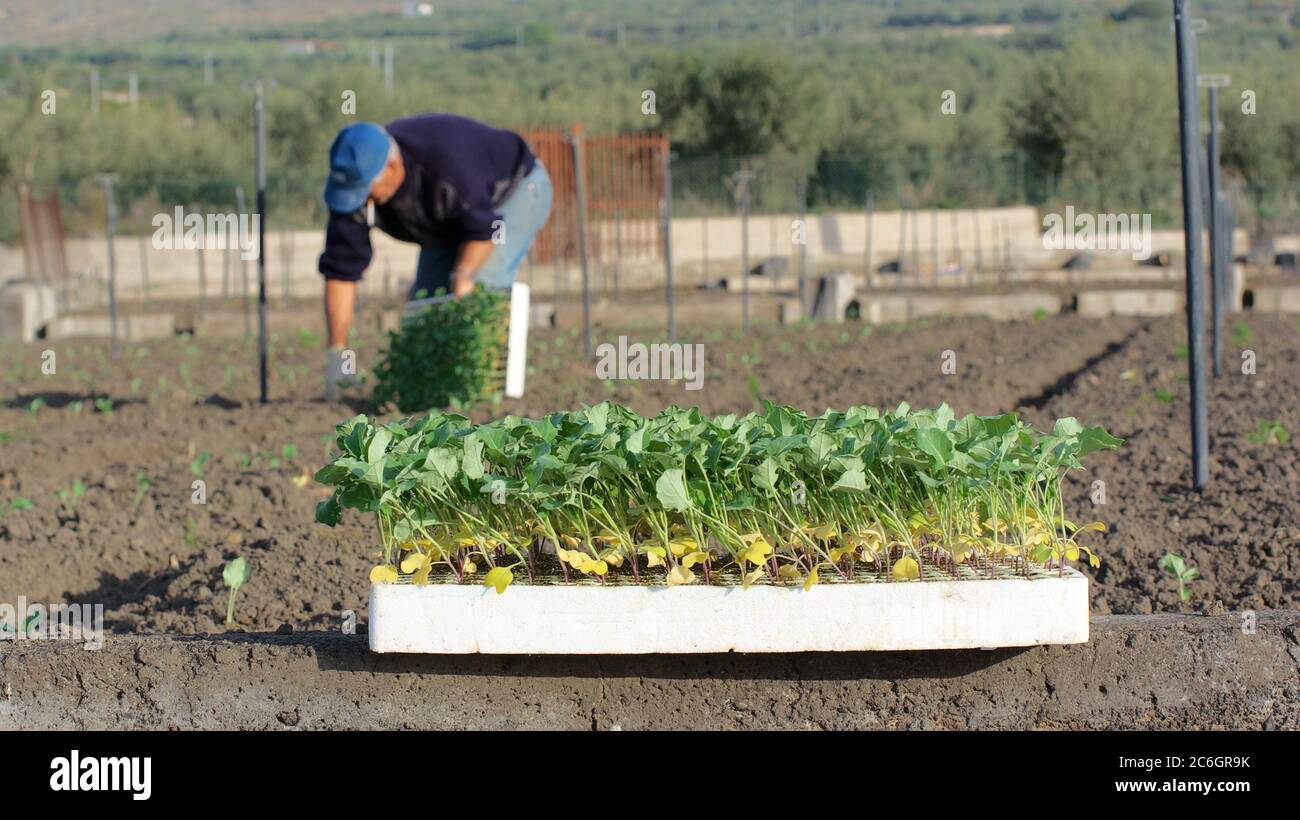 Saatbett mit Sämlingen für die Landwirtschaft in einem sizilianischen Feld, auf dem verschwommenen Hintergrund ein Bauer die kleinen Pflanzen pflanzt Stockfoto