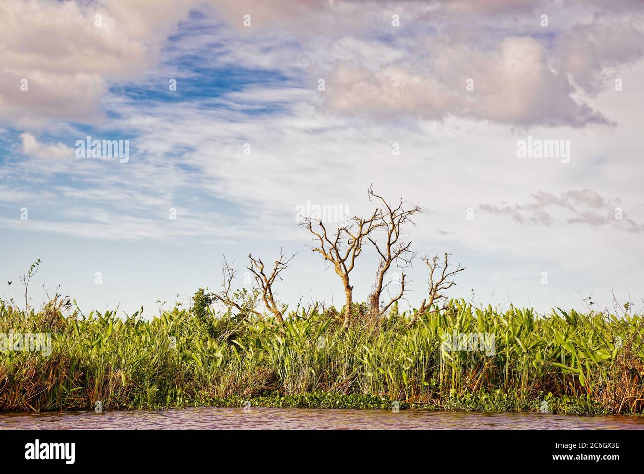 Feuchtgebiete in der Natur behalten Esteros del Ibera Nationalpark, Colonia Carlos Pellegrini, Corrientes, Argentinien. Stockfoto