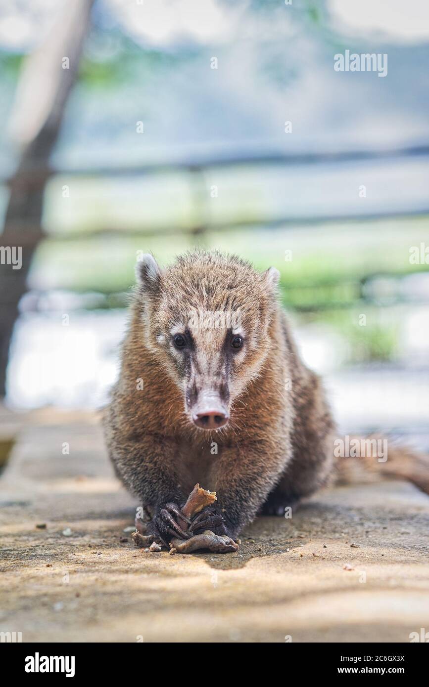 Südamerikanische Coati (Nasua nasua) bei den Iguazu-Fällen. Stockfoto