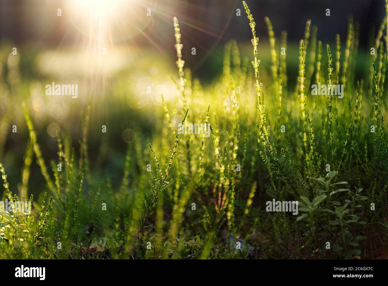 Abstraktes verträumtes Foto von Sommerwaldwiese. Gras und Sträucher leuchten im Abendlicht. Natur Hintergrund. Stockfoto