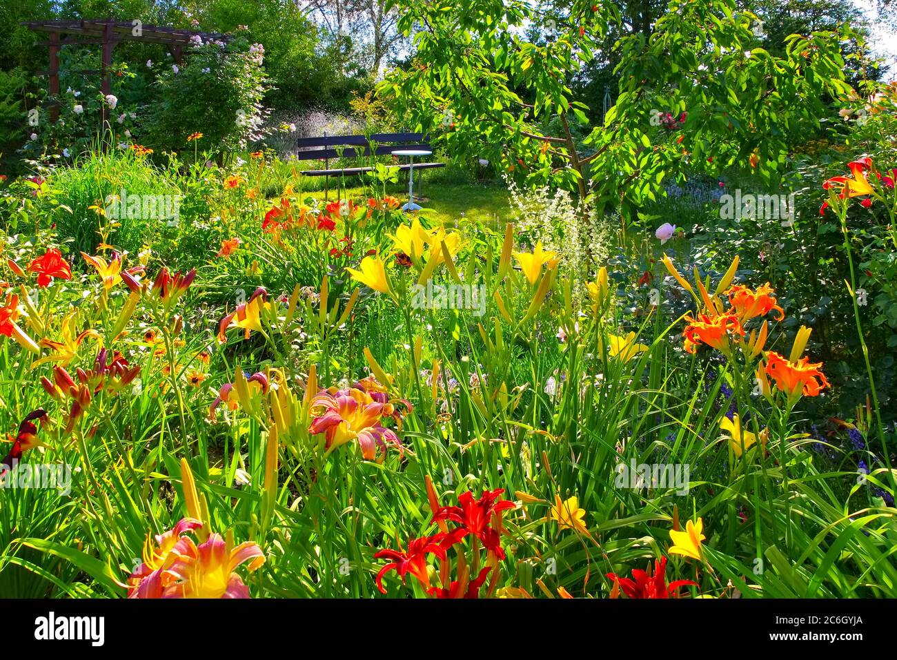 Ein Garten mit vielen Taglilienblumen im Sommer Stockfoto