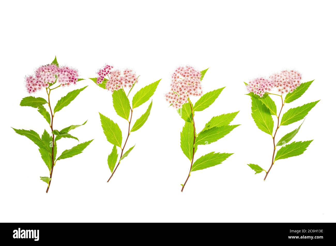 Spiraea japonica Zweig mit rosa Blütenstand. Foto Stockfoto