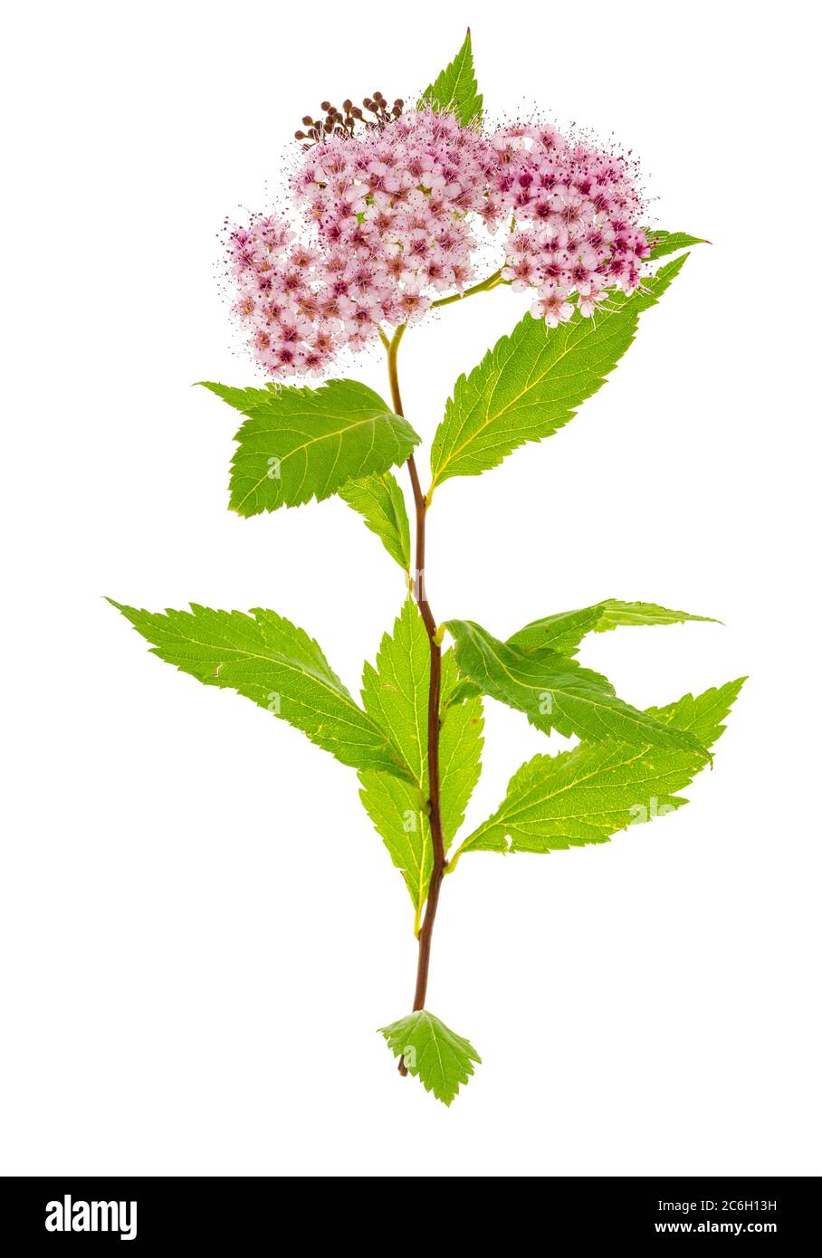 Spiraea japonica Zweig mit rosa Blütenstand. Foto Stockfoto