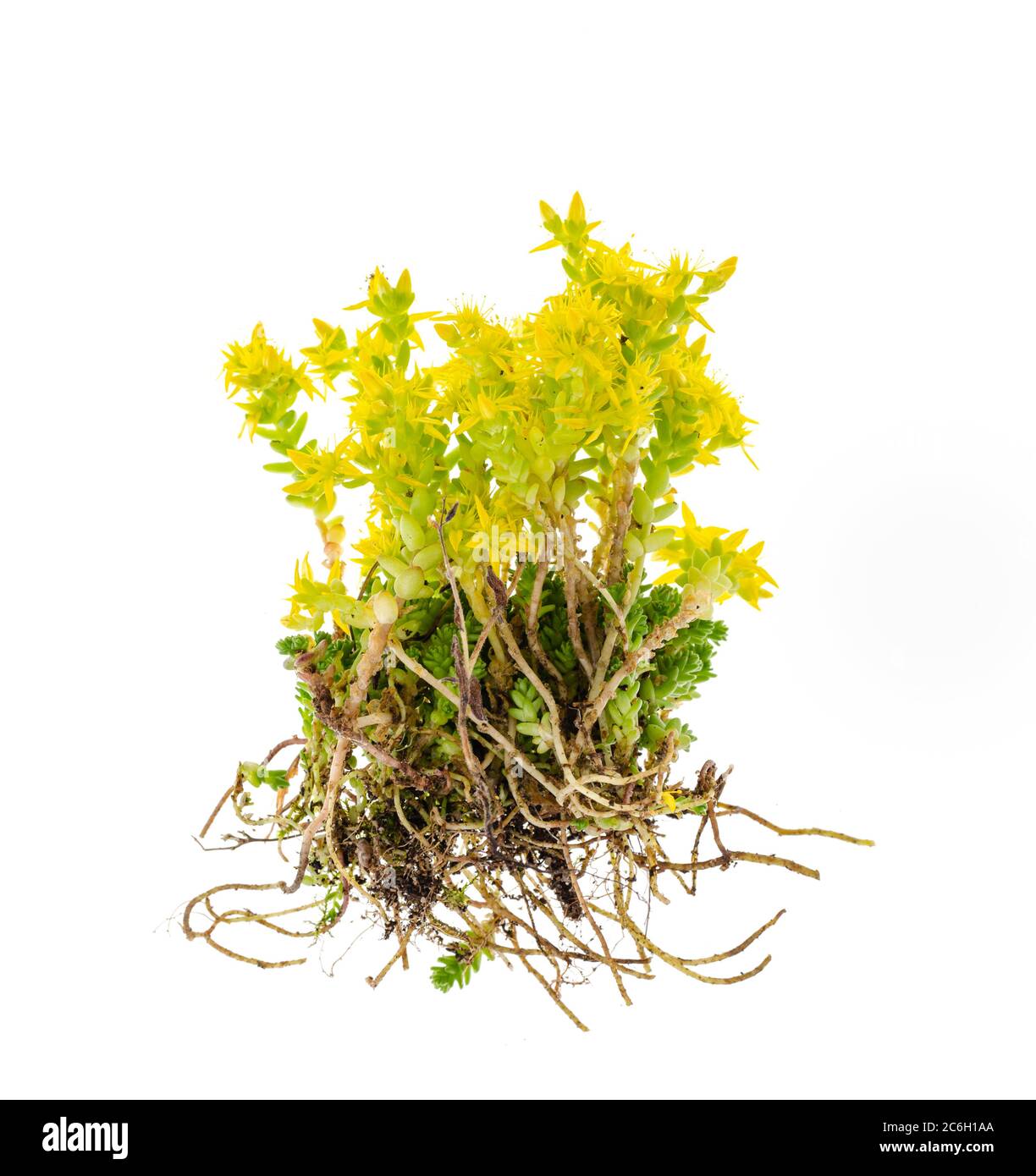 Gelbe Bodendecke Gartenpflanze Steinkraupe, sedum. Foto Stockfoto
