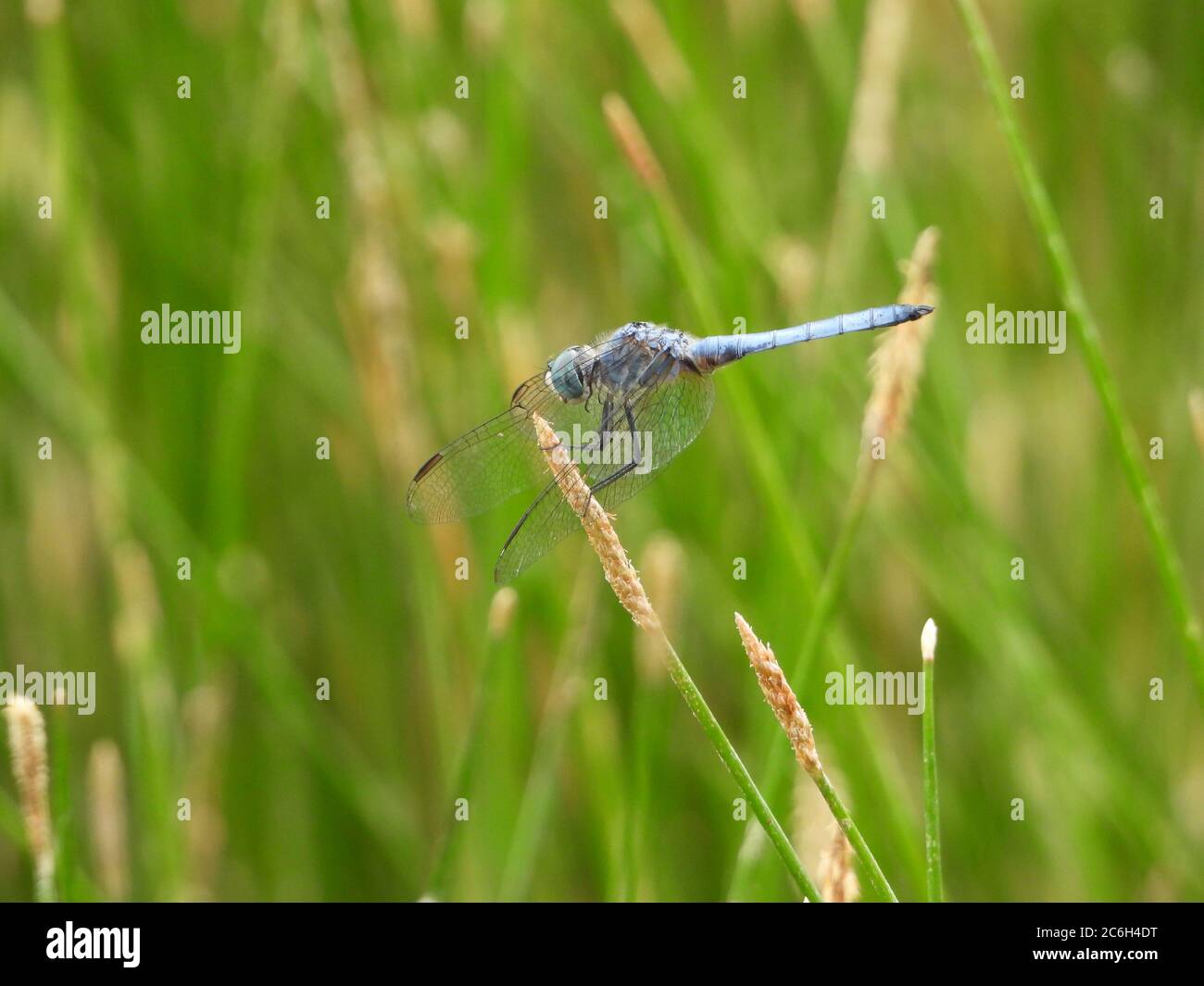 Brown Canyon Ranch 9. Juli 2020 - Libelle 1 Stockfoto